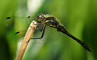 Black Darter (Male, Sympetrum danae)